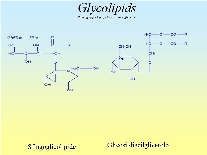 Glycolipids Sphyngoglycolipid, Glycosildiacilglycerol Sfingoglicolipide Glicosildiacilglicerolo 