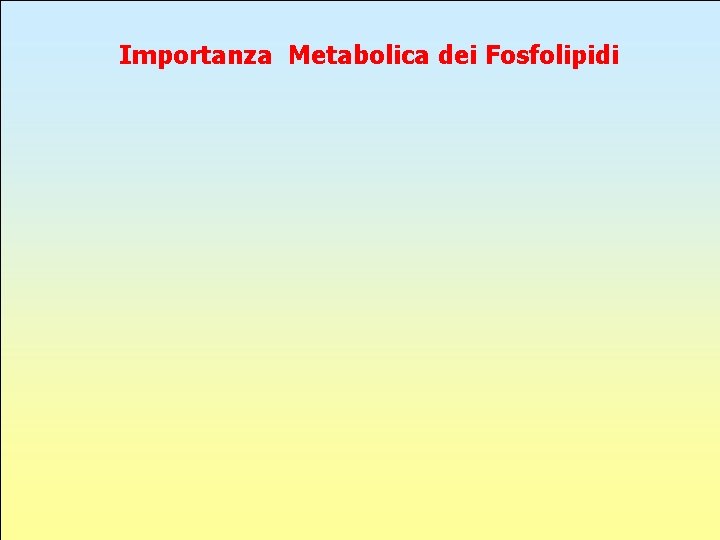 Importanza Metabolica dei Fosfolipidi 