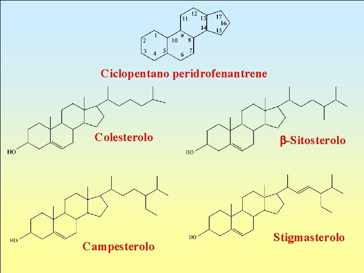 Ciclopentano peridrofenantrene Colesterolo Campesterolo b-Sitosterolo Stigmasterolo 