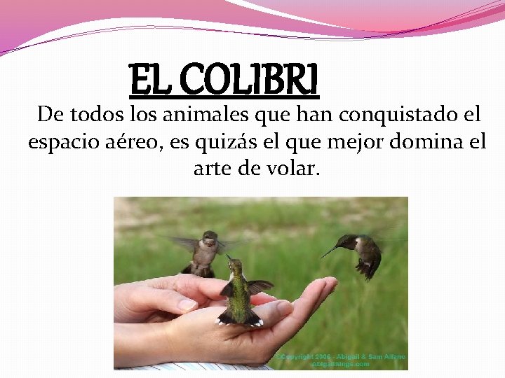 EL COLIBRI De todos los animales que han conquistado el espacio aéreo, es quizás