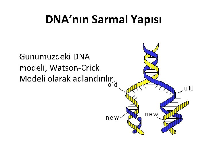 DNA’nın Sarmal Yapısı Günümüzdeki DNA modeli, Watson-Crick Modeli olarak adlandırılır. 