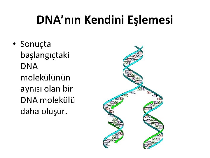 DNA’nın Kendini Eşlemesi • Sonuçta başlangıçtaki DNA molekülünün aynısı olan bir DNA molekülü daha
