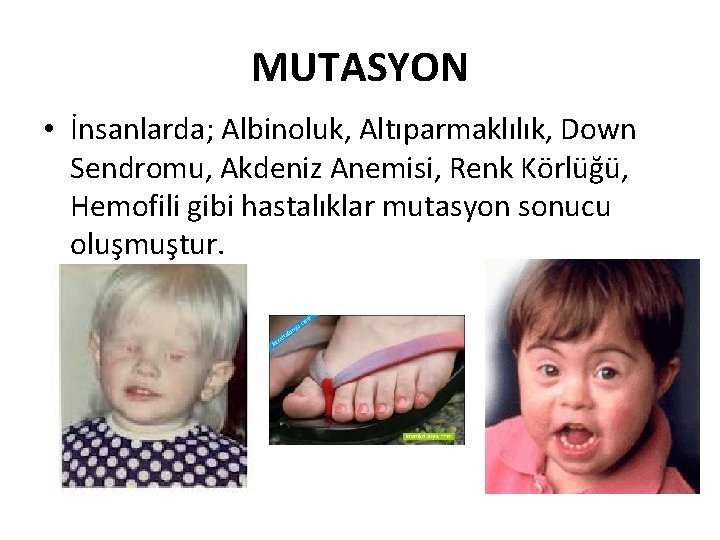 MUTASYON • İnsanlarda; Albinoluk, Altıparmaklılık, Down Sendromu, Akdeniz Anemisi, Renk Körlüğü, Hemofili gibi hastalıklar