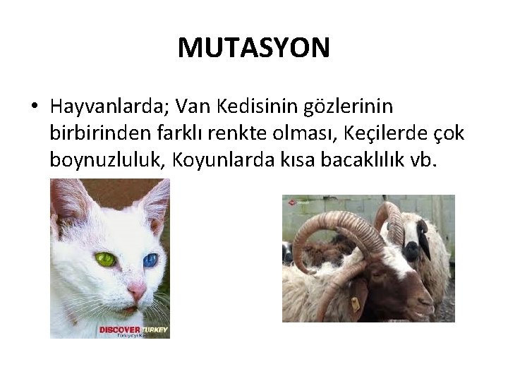 MUTASYON • Hayvanlarda; Van Kedisinin gözlerinin birbirinden farklı renkte olması, Keçilerde çok boynuzluluk, Koyunlarda