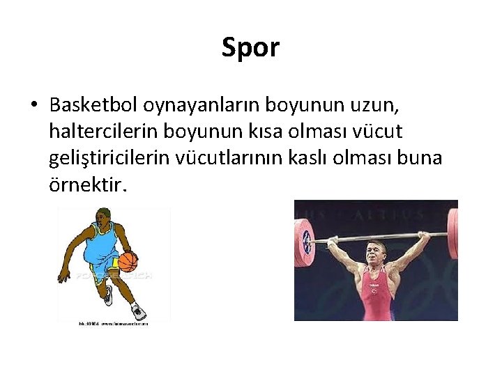 Spor • Basketbol oynayanların boyunun uzun, haltercilerin boyunun kısa olması vücut geliştiricilerin vücutlarının kaslı