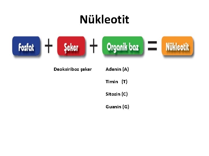 Nükleotit Deoksiriboz şeker Adenin (A) Timin (T) Sitozin (C) Guanin (G) 