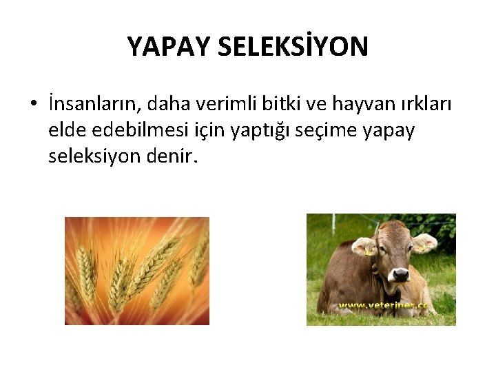 YAPAY SELEKSİYON • İnsanların, daha verimli bitki ve hayvan ırkları elde edebilmesi için yaptığı