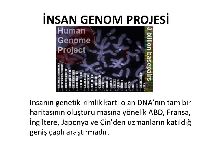 İNSAN GENOM PROJESİ İnsanın genetik kimlik kartı olan DNA’nın tam bir haritasının oluşturulmasına yönelik
