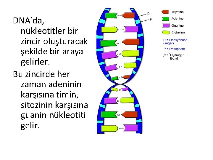 DNA’da, nükleotitler bir zincir oluşturacak şekilde bir araya gelirler. Bu zincirde her zaman adeninin