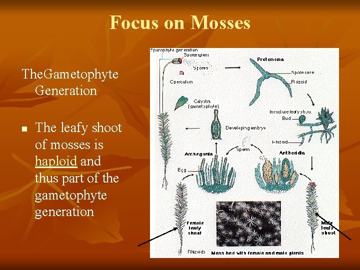 Focus on Mosses The. Gametophyte Generation n The leafy shoot of mosses is haploid