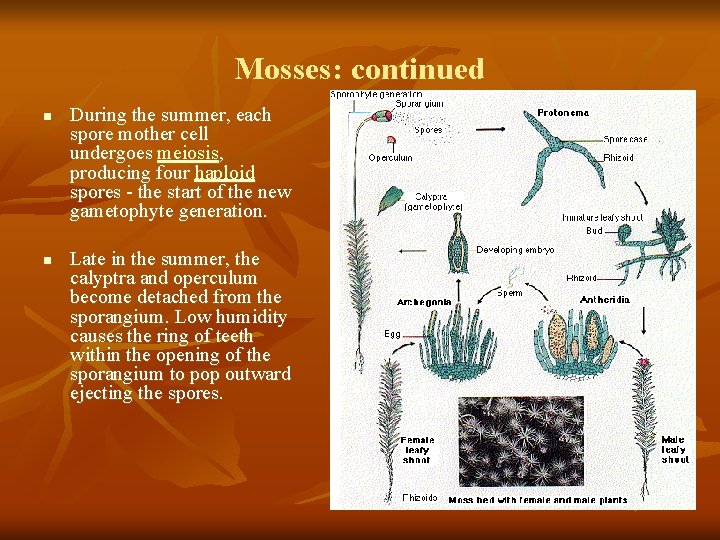 Mosses: continued n n During the summer, each spore mother cell undergoes meiosis, producing