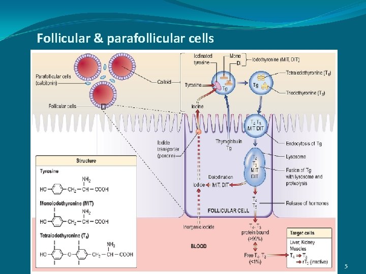 Follicular & parafollicular cells 5 