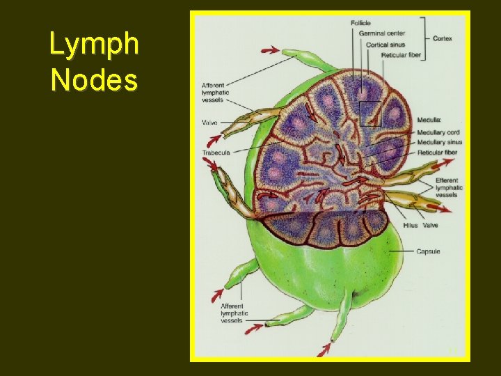 Lymph Nodes 11 