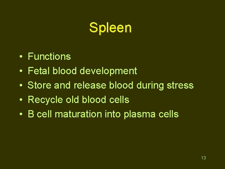 Spleen • • • Functions Fetal blood development Store and release blood during stress