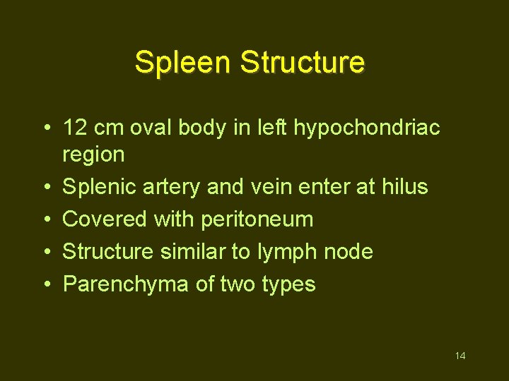 Spleen Structure • 12 cm oval body in left hypochondriac region • Splenic artery