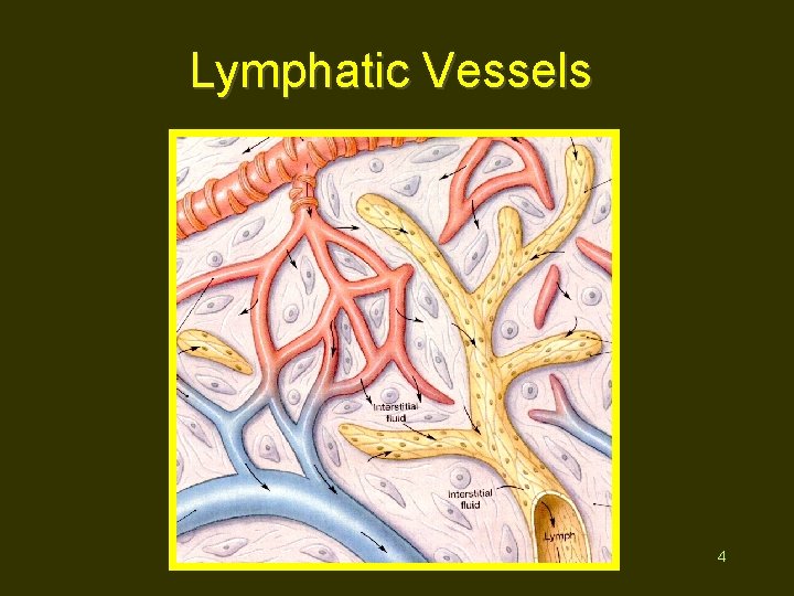 Lymphatic Vessels 4 