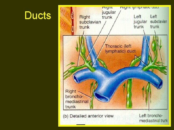 Ducts 6 