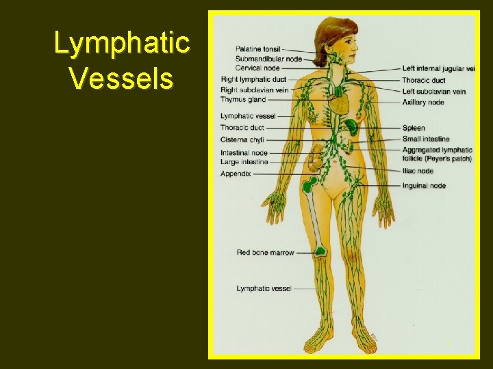 Lymphatic Vessels 7 