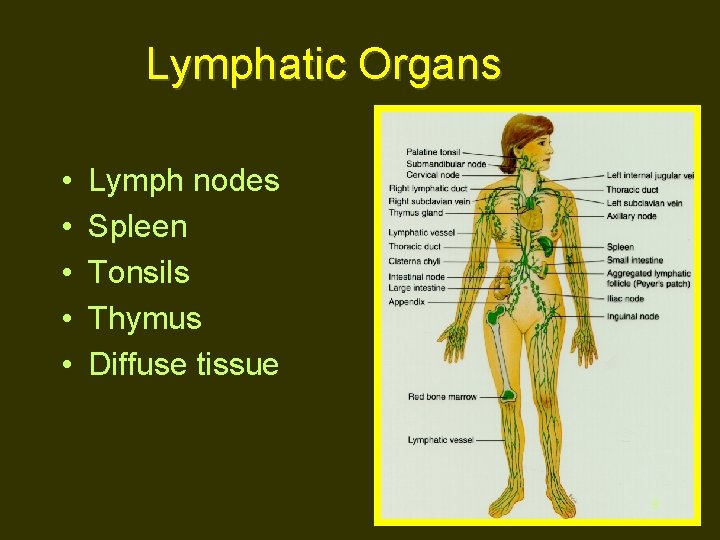 Lymphatic Organs • • • Lymph nodes Spleen Tonsils Thymus Diffuse tissue 9 