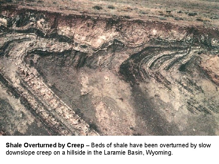 Shale Overturned by Creep – Beds of shale have been overturned by slow downslope