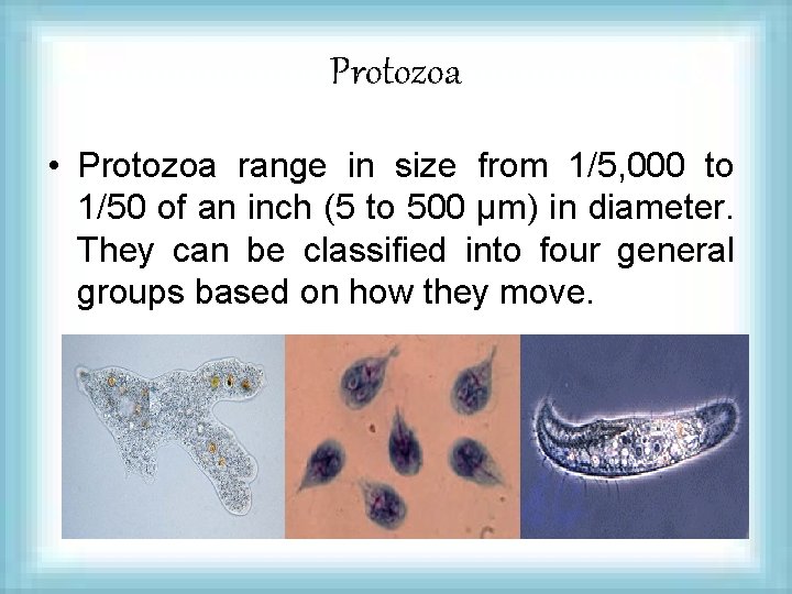 Protozoa • Protozoa range in size from 1/5, 000 to 1/50 of an inch