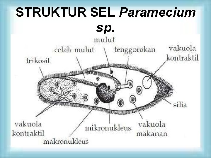 STRUKTUR SEL Paramecium sp. 