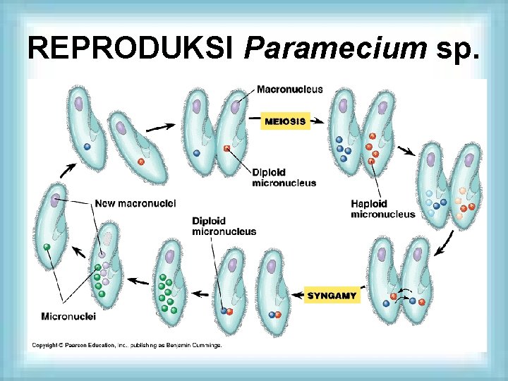 REPRODUKSI Paramecium sp. 