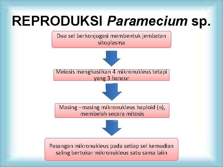 REPRODUKSI Paramecium sp. Dua sel berkonjugasi membentuk jembatan sitoplasma Meiosis menghasilkan 4 mikronukleus tetapi