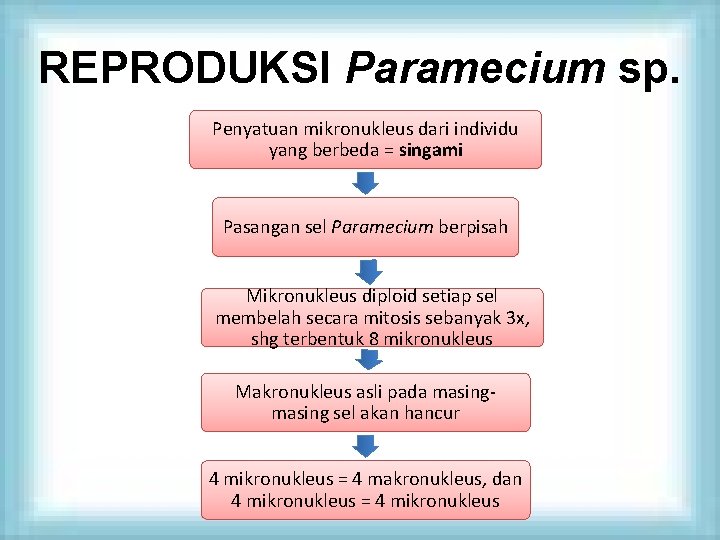 REPRODUKSI Paramecium sp. Penyatuan mikronukleus dari individu yang berbeda = singami Pasangan sel Paramecium