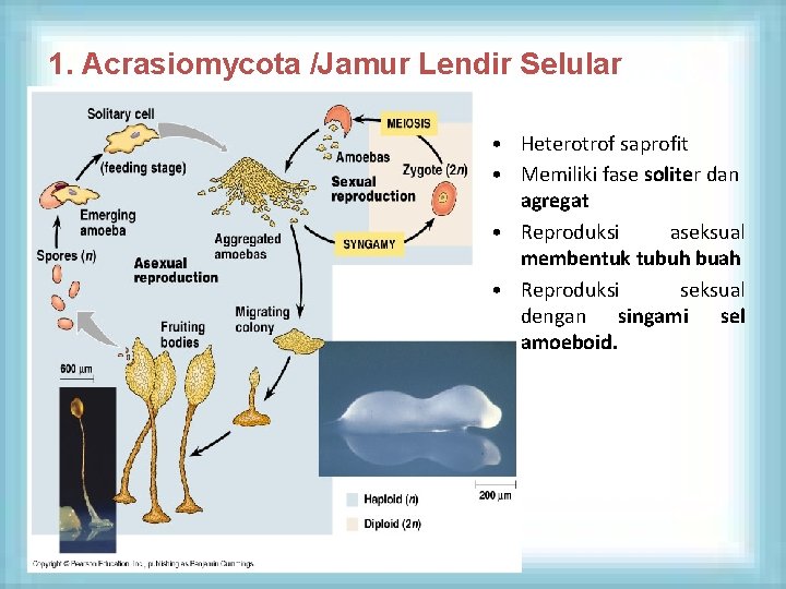 1. Acrasiomycota /Jamur Lendir Selular • Heterotrof saprofit • Memiliki fase soliter dan agregat