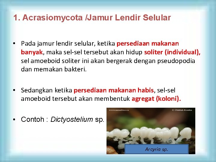 1. Acrasiomycota /Jamur Lendir Selular • Pada jamur lendir selular, ketika persediaan makanan banyak,
