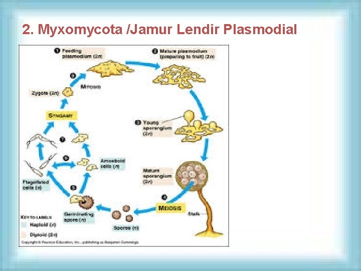 2. Myxomycota /Jamur Lendir Plasmodial 