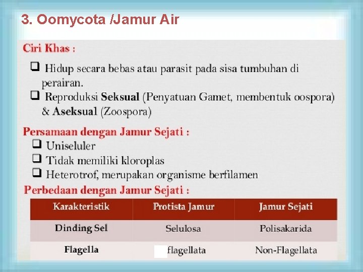 3. Oomycota /Jamur Air 