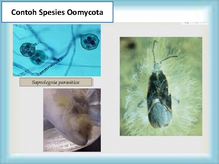 Contoh Spesies Oomycota 