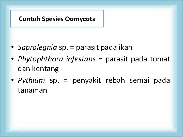 Contoh Spesies Oomycota • Saprolegnia sp. = parasit pada ikan • Phytophthora infestans =