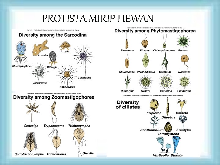 PROTISTA MIRIP HEWAN 