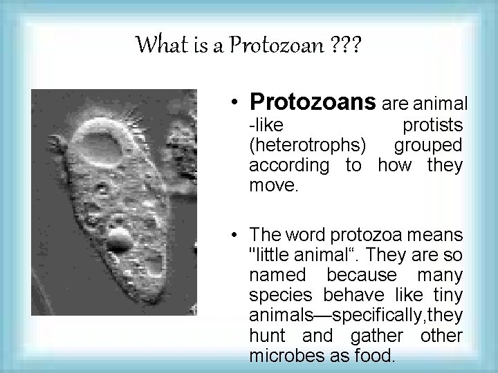 What is a Protozoan ? ? ? • Protozoans are animal -like protists (heterotrophs)