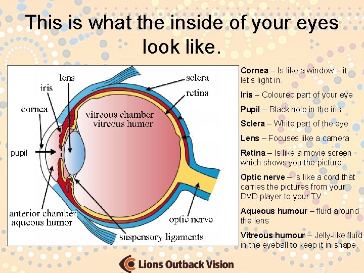 This is what the inside of your eyes look like. Cornea – Is like