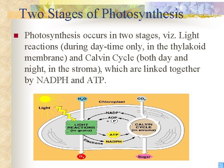 Two Stages of Photosynthesis n Photosynthesis occurs in two stages, viz. Light reactions (during