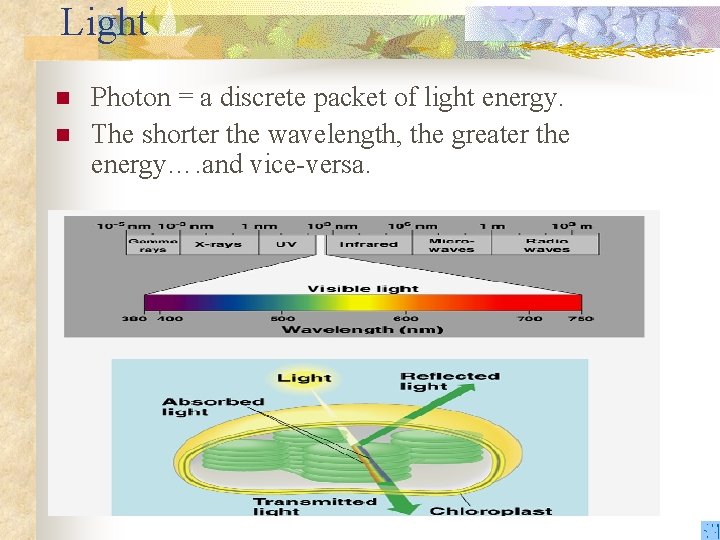 Light n n Photon = a discrete packet of light energy. The shorter the