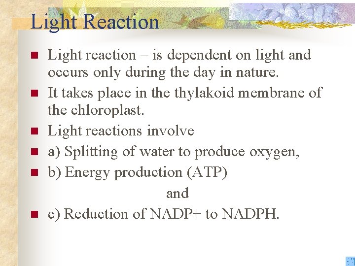 Light Reaction n n n Light reaction – is dependent on light and occurs