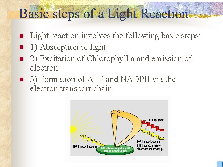 Basic steps of a Light Reaction n n Light reaction involves the following basic