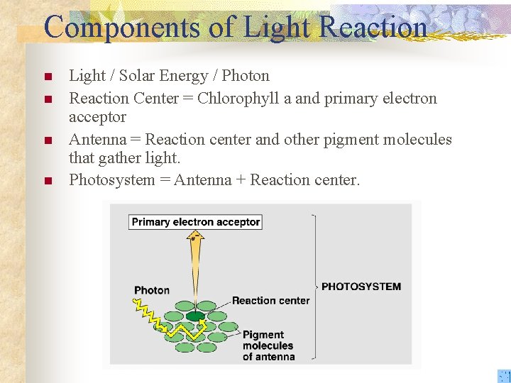 Components of Light Reaction n n Light / Solar Energy / Photon Reaction Center