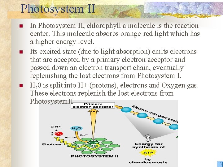 Photosystem II n n n In Photosystem II, chlorophyll a molecule is the reaction