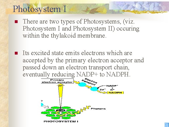 Photosystem I n There are two types of Photosystems, (viz. Photosystem I and Photosystem