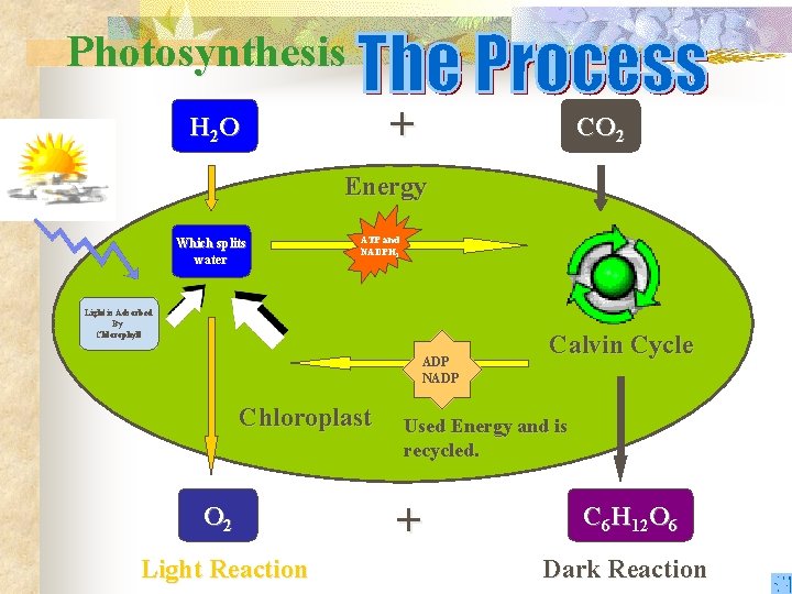 Photosynthesis + H 2 O CO 2 Energy Which splits water ATP and NADPH