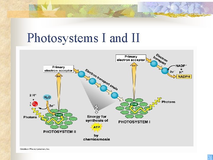 Photosystems I and II 