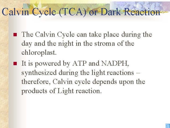 Calvin Cycle (TCA) or Dark Reaction n n The Calvin Cycle can take place