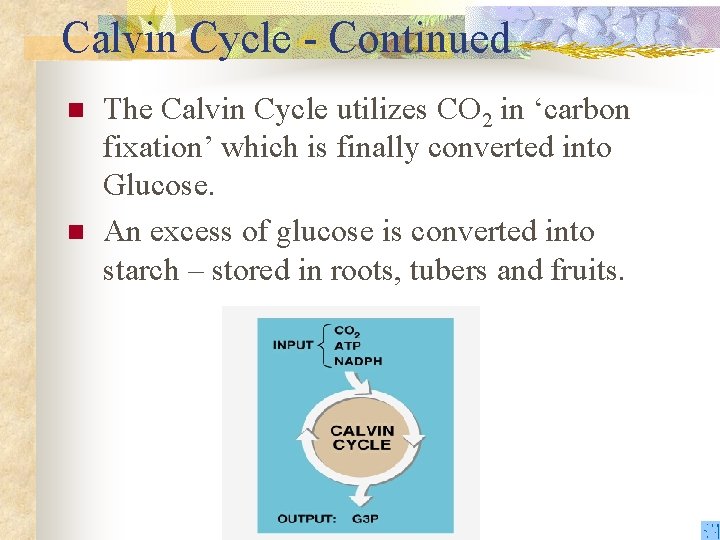 Calvin Cycle - Continued n n The Calvin Cycle utilizes CO 2 in ‘carbon