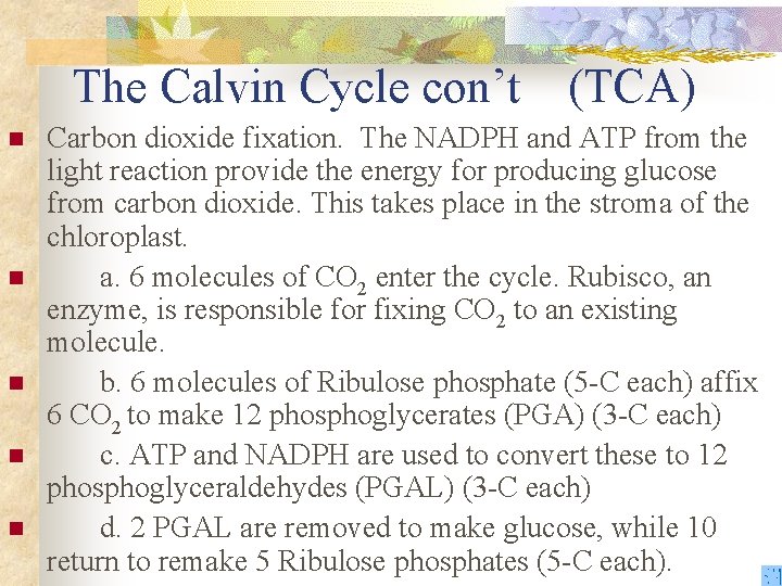 The Calvin Cycle con’t n n n (TCA) Carbon dioxide fixation. The NADPH and